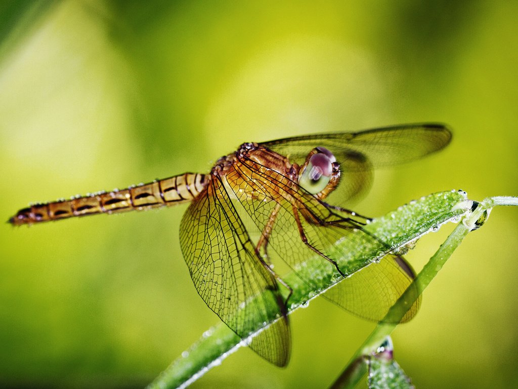 Обои глаза, макро, роса, крылья, насекомые, стрекоза, травинка, eyes, macro, rosa, wings, insects, dragonfly, a blade of grass разрешение 1920x1280 Загрузить