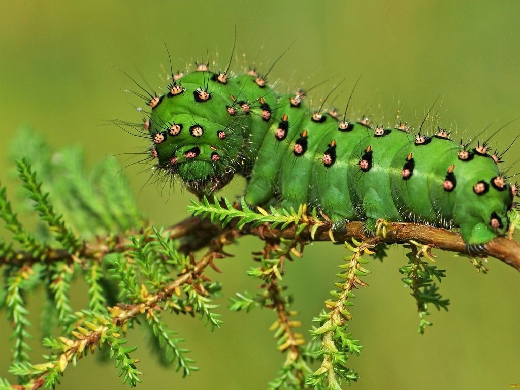 Обои макро, насекомые, растение, гусеница, macro, insects, plant, caterpillar разрешение 2048x1365 Загрузить