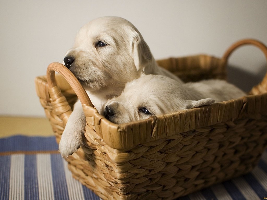 Обои щенки, малыши, лабрадор, корзинка, собаки, мордочки, puppies, kids, labrador, basket, dogs, faces разрешение 2200x1463 Загрузить