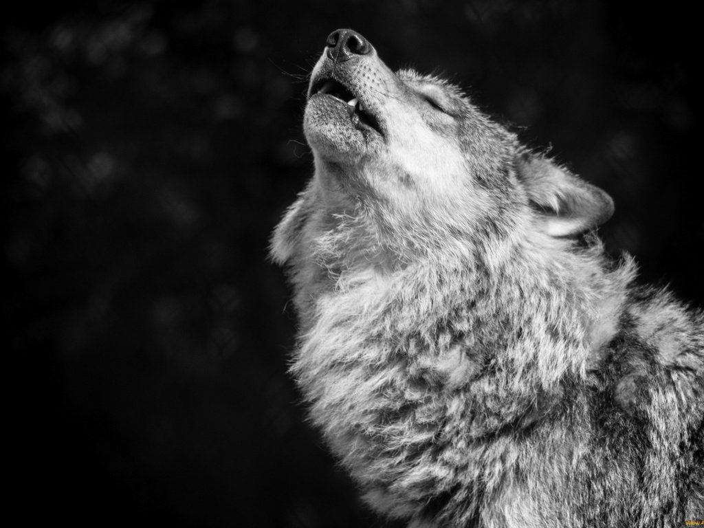 Обои фон, чёрно-белое, хищник, волк, вой, волчья песня, background, black and white, predator, wolf, howl, wolf song разрешение 2048x1382 Загрузить