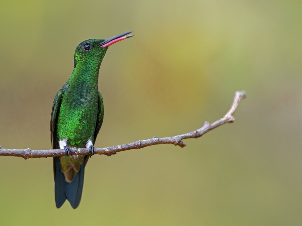 Обои птица, клюв, перья, колибри, амазилия, изумрудный колибри, bird, beak, feathers, hummingbird, amazilia разрешение 1920x1200 Загрузить