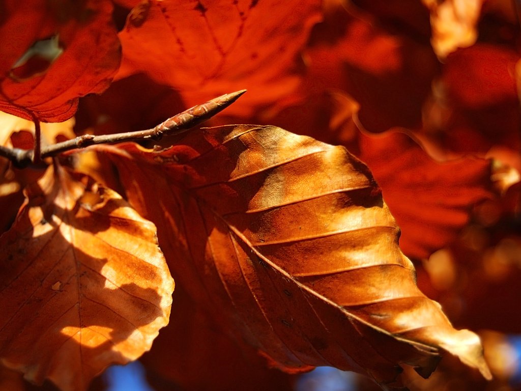 Обои природа, листья, макро, осень, сухие, nature, leaves, macro, autumn, dry разрешение 2560x1600 Загрузить