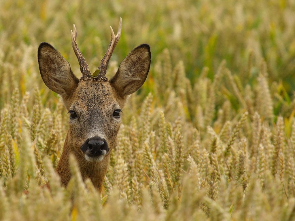 Обои олень, поле, взгляд, пшеница, рога, косуля, deer, field, look, wheat, horns, roe разрешение 2048x1365 Загрузить