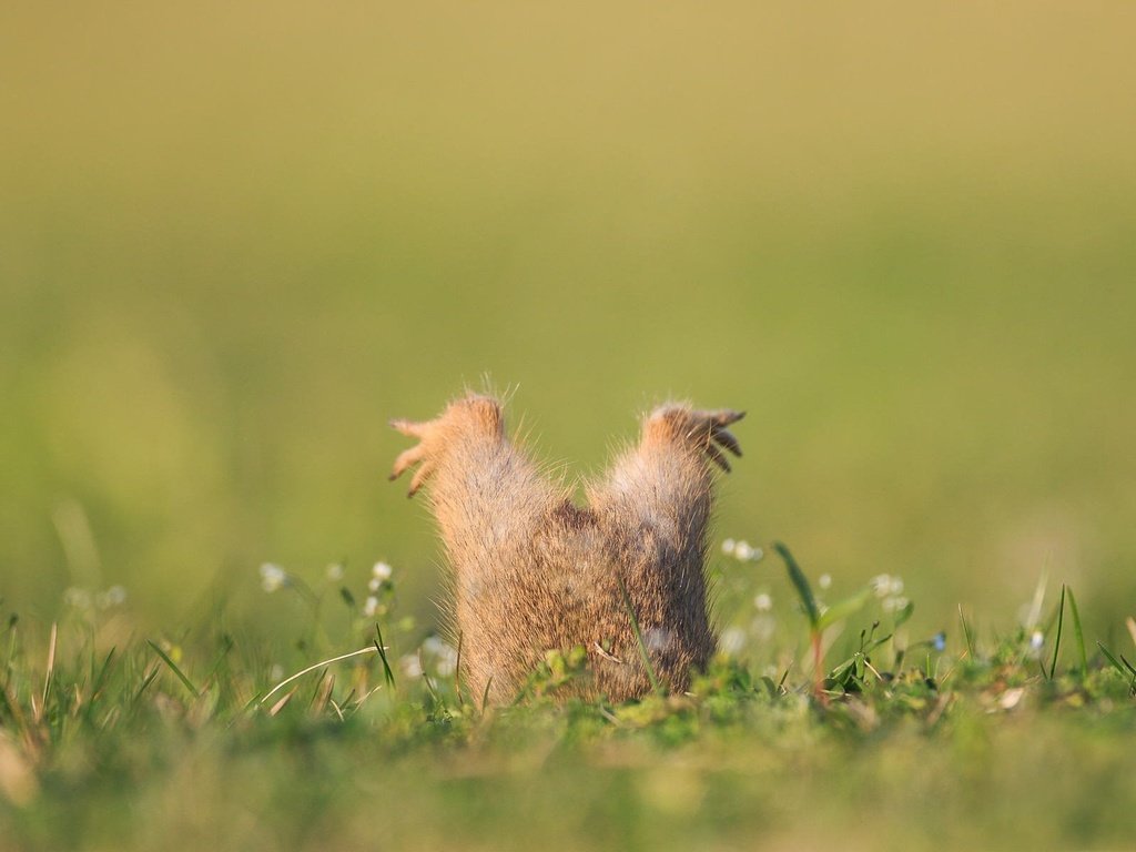 Обои трава, лапы, юмор, зверек, нора, суслик, grass, paws, humor, animal, nora, gopher разрешение 1920x1200 Загрузить