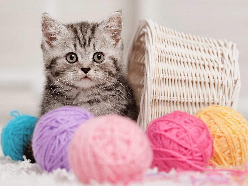 Обои кошка, котенок, корзина, клубки, нитки, cat, kitty, basket, balls, thread разрешение 1920x1200 Загрузить