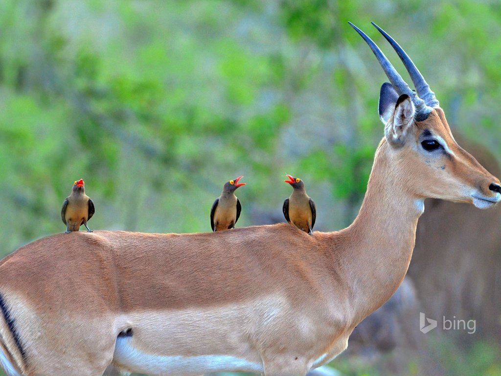 Обои цвет, чернопятая, африка, импала, птицы, red-billed oxpecker, клюв, рога, юар, антилопа, национальный парк крюгера, color, charapata, africa, impala, birds, beak, horns, south africa, antelope, kruger national park разрешение 1920x1200 Загрузить