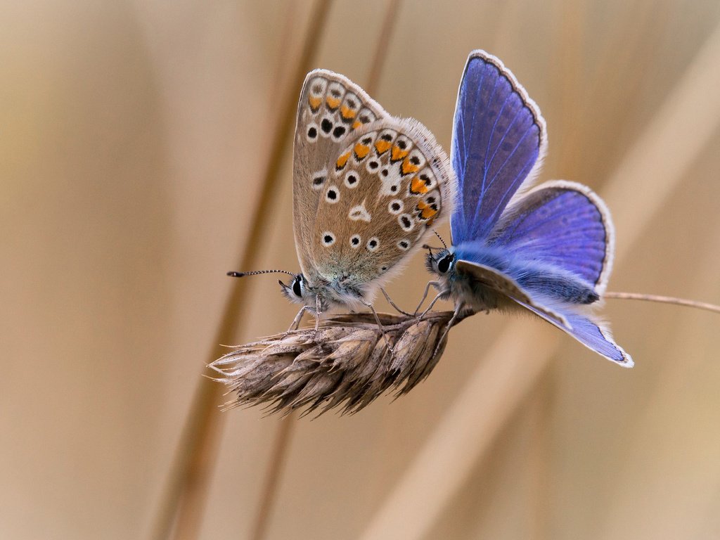 Обои фон, насекомые, бабочки, колосок, две, background, insects, butterfly, spike, two разрешение 1920x1200 Загрузить