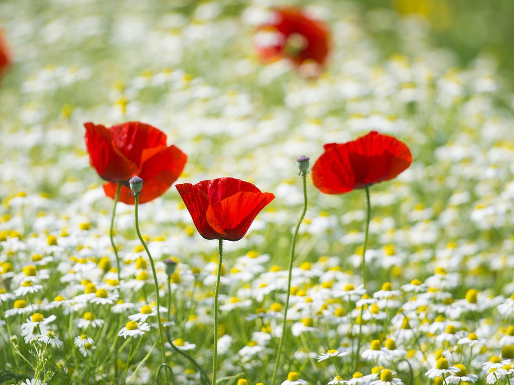 Обои поле, лепестки, маки, луг, ромашки, field, petals, maki, meadow, chamomile разрешение 2048x1365 Загрузить