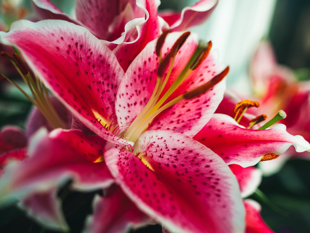 Обои макро, фон, цвет, лилия, тигровая лилия, macro, background, color, lily, tiger lily разрешение 2400x1600 Загрузить