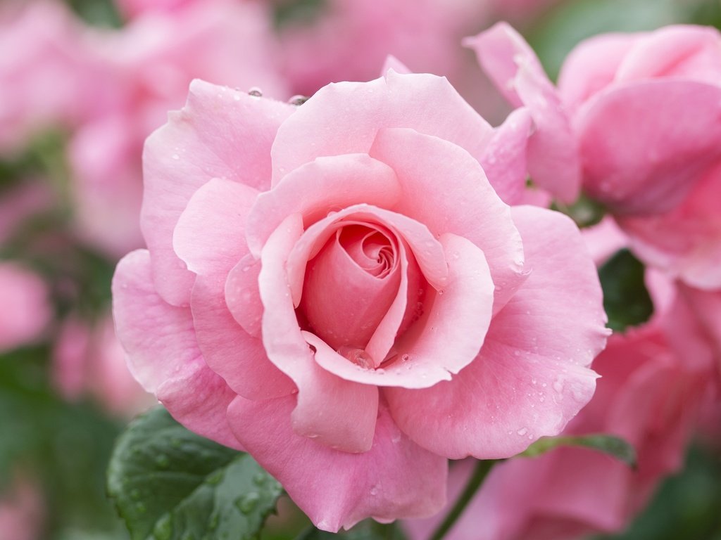 Обои роза, бутон, розовый, rose, bud, pink разрешение 2048x1383 Загрузить