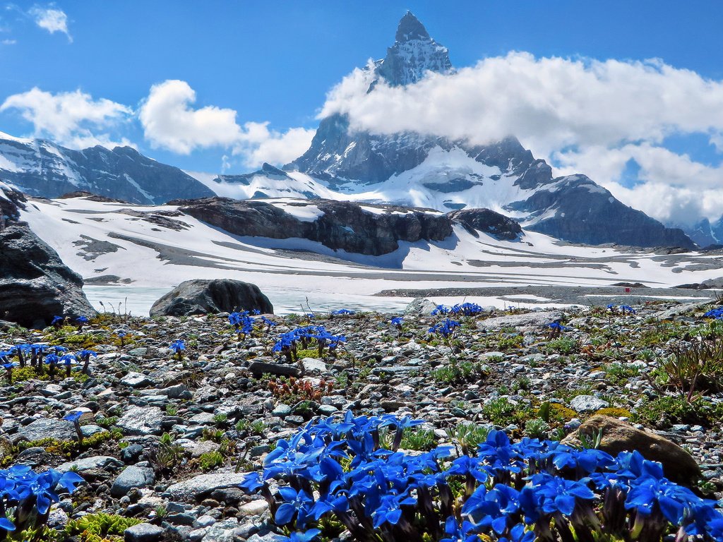 Обои небо, felina photography - in the swiss alps :-), цветы, облака, горы, швейцария, весна, маттерхорн, schweiz, genziane alpine, the sky, flowers, clouds, mountains, switzerland, spring, matterhorn разрешение 2048x1151 Загрузить