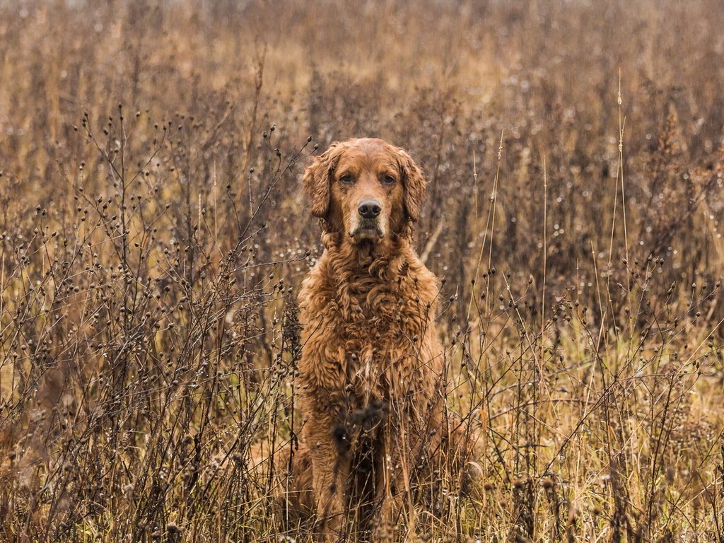 Обои взгляд, осень, собака, друг, золотистый ретривер, tom landretti, canine camouflage, look, autumn, dog, each, golden retriever разрешение 1920x1191 Загрузить