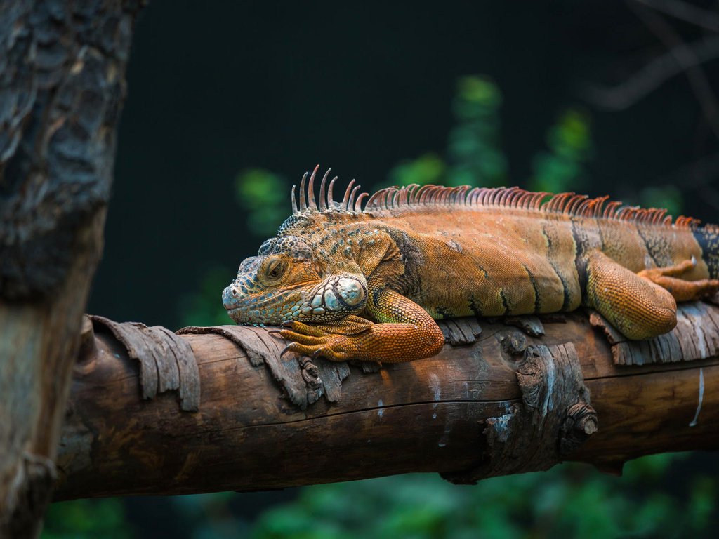 Обои природа, дерево, ящерица, игуана, пресмыкающееся, nature, tree, lizard, iguana, reptile разрешение 1920x1280 Загрузить