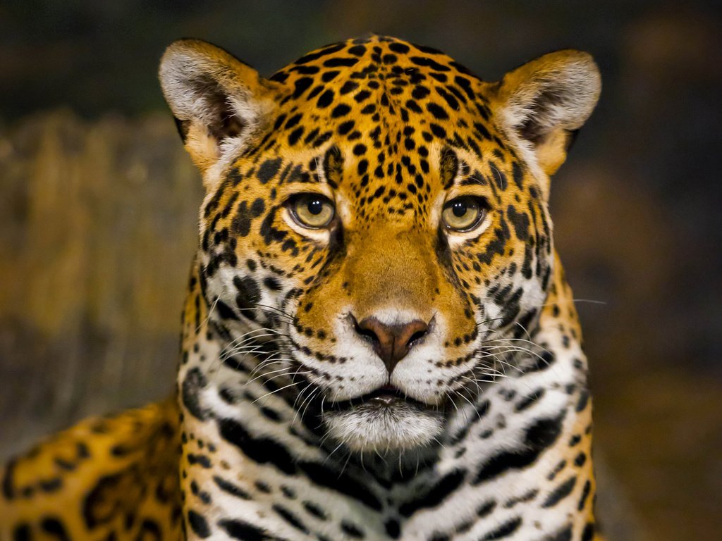 Обои морда, хищник, ягуар, боке, крупным планом, face, predator, jaguar, bokeh, closeup разрешение 3200x2400 Загрузить