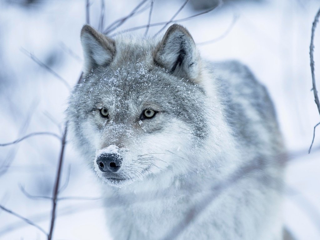 Обои глаза, снег, зима, взгляд, волчица, eyes, snow, winter, look, wolf разрешение 2048x1365 Загрузить