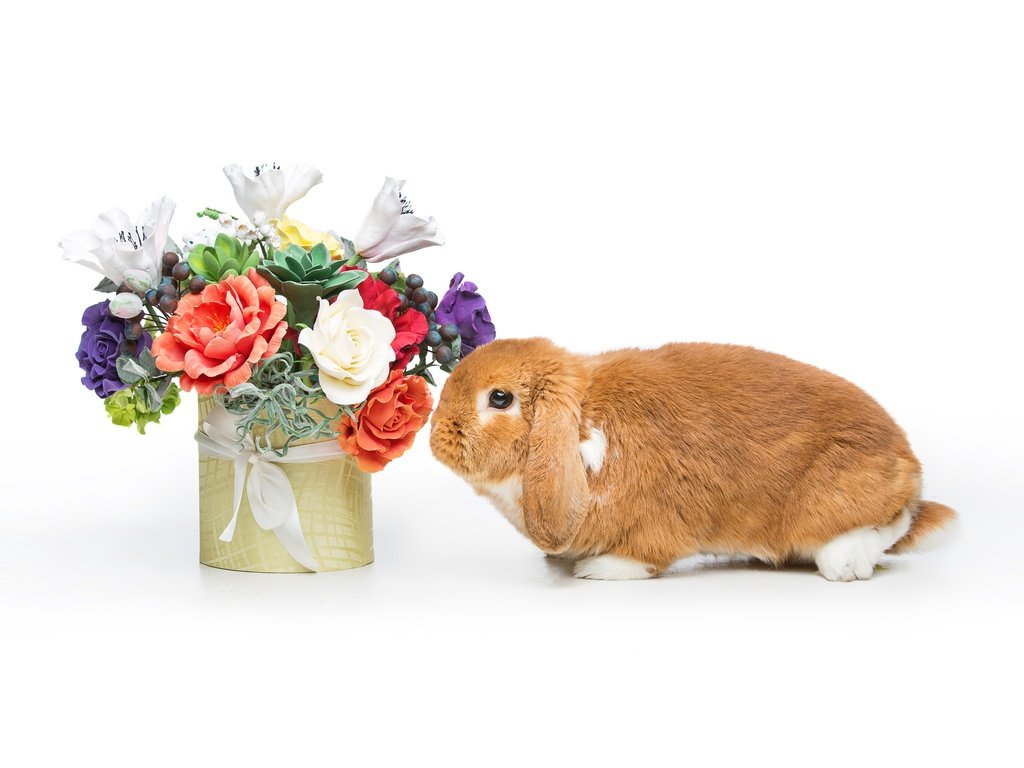 Обои довольная, цветы, зайка, корзина, кролик, пасха,  цветы, глазунья, декорация, весенние, зеленые пасхальные, happy, flowers, bunny, basket, rabbit, easter, eggs, decoration, spring разрешение 5760x3840 Загрузить