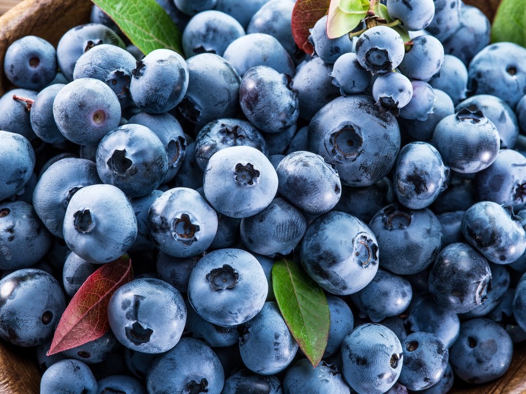 Обои ягоды, лесные ягоды, черника, голубика, парное, черничный, berries, blueberries, fresh, blueberry разрешение 7777x6133 Загрузить