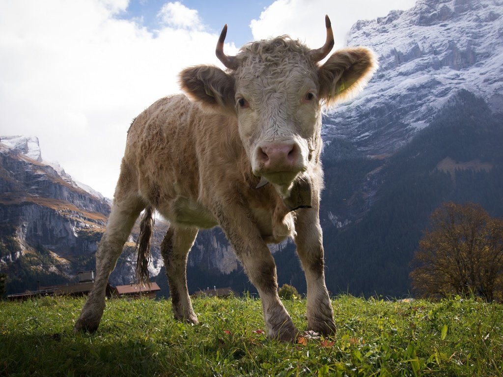 Обои горы, природа, рога, корова, копыта, бык, телёнок, бычок, mountains, nature, horns, cow, hooves, bull, calf разрешение 2048x1367 Загрузить