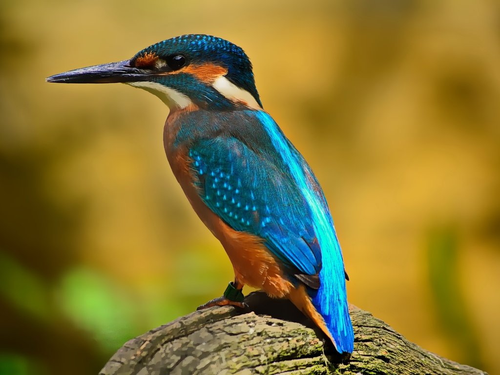 Обои природа, птица, клюв, оперение, зимородок, nature, bird, beak, tail, kingfisher разрешение 4608x3072 Загрузить