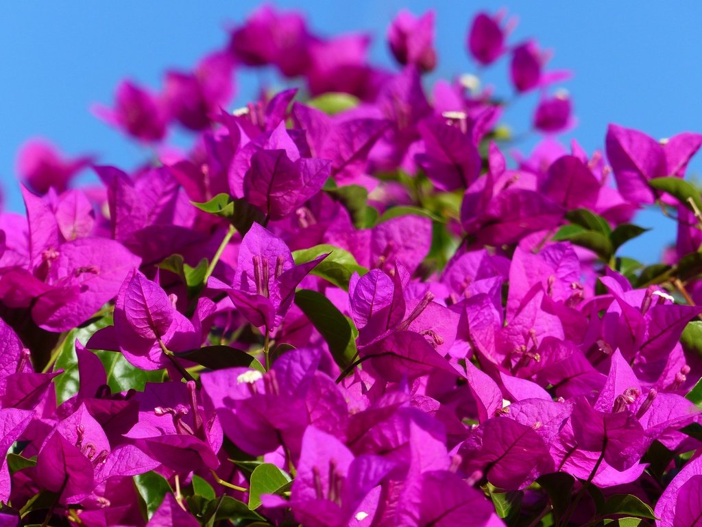 Обои цветы, цветение, растение, бугенвиллея, flowers, flowering, plant, bougainvillea разрешение 2560x1920 Загрузить