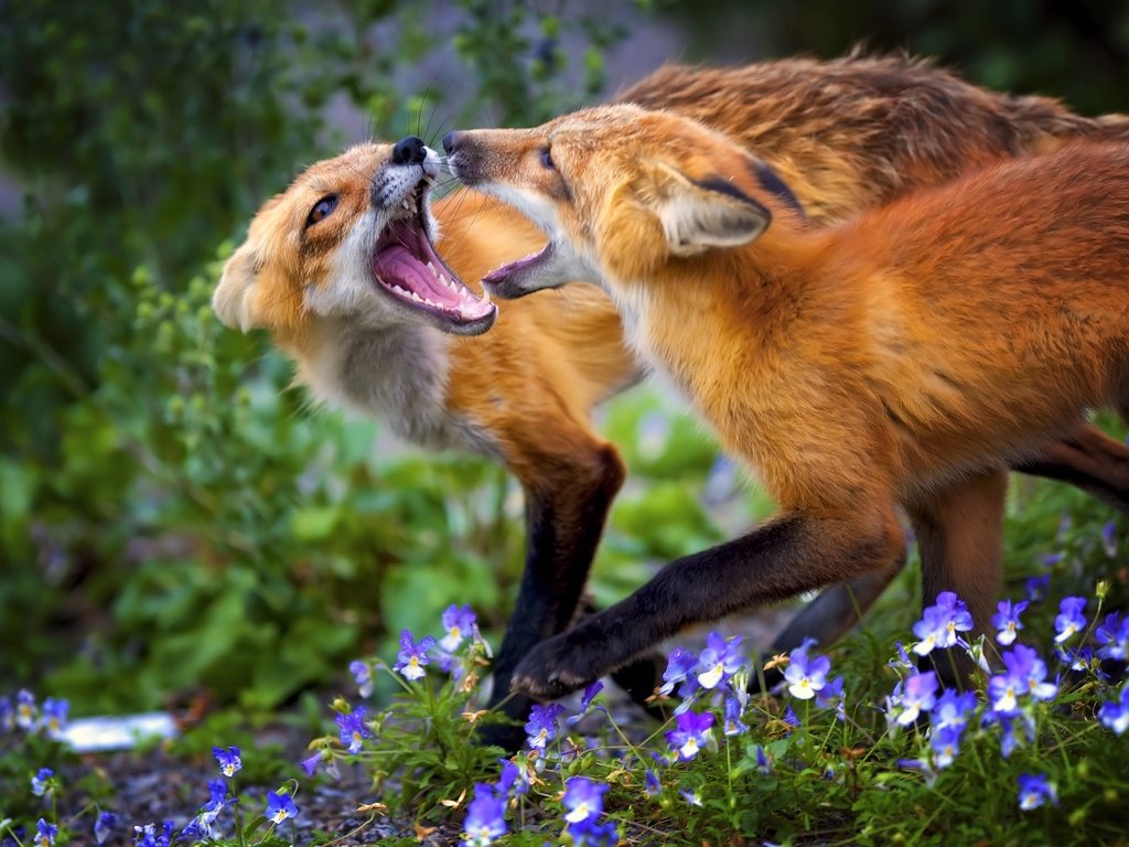 Обои цветы, трава, животные, игра, лисица, лисы, flowers, grass, animals, the game, fox разрешение 4149x2841 Загрузить