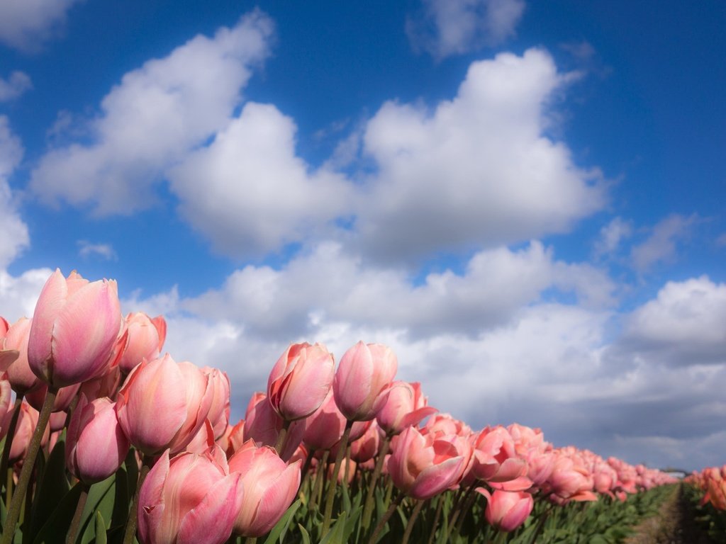 Обои небо, цветы, облака, природа, весна, тюльпаны, the sky, flowers, clouds, nature, spring, tulips разрешение 2048x1218 Загрузить