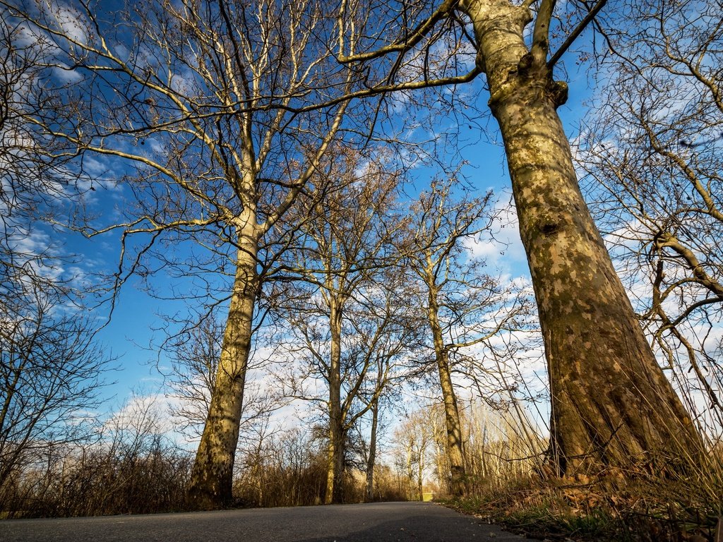 Обои небо, дорога, облака, деревья, стволы, the sky, road, clouds, trees, trunks разрешение 2048x1365 Загрузить