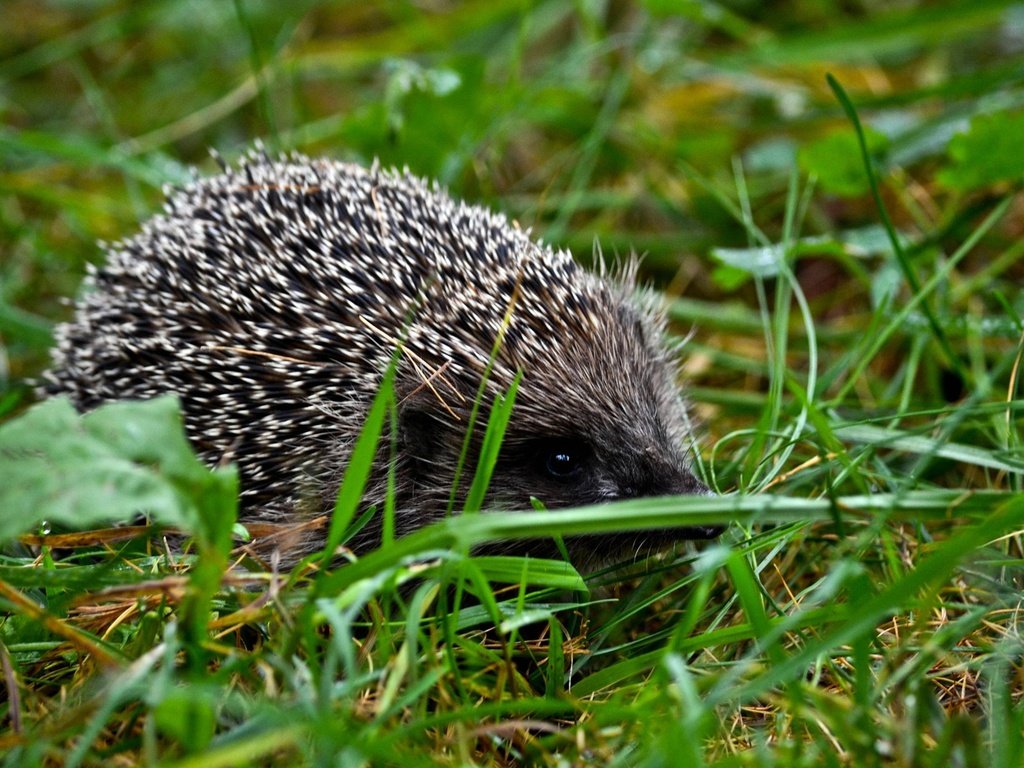 Обои трава, животное, ежик, иголки, еж, grass, animal, hedgehog, needles разрешение 1920x1200 Загрузить