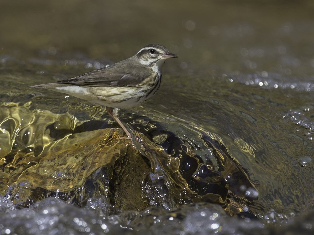 Обои вода, птица, клюв, перья, дрозд, дрозд белобровик, water, bird, beak, feathers, thrush разрешение 2312x1541 Загрузить