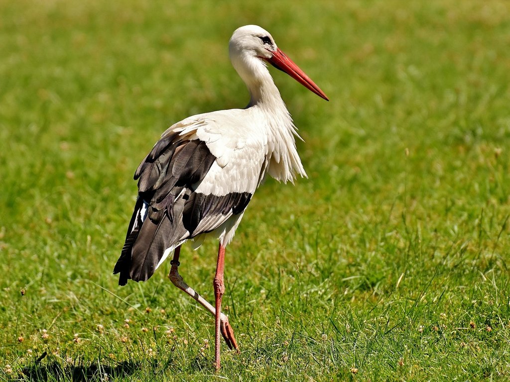 Обои трава, птица, клюв, перья, аист, белый аист, grass, bird, beak, feathers, stork разрешение 1920x1204 Загрузить