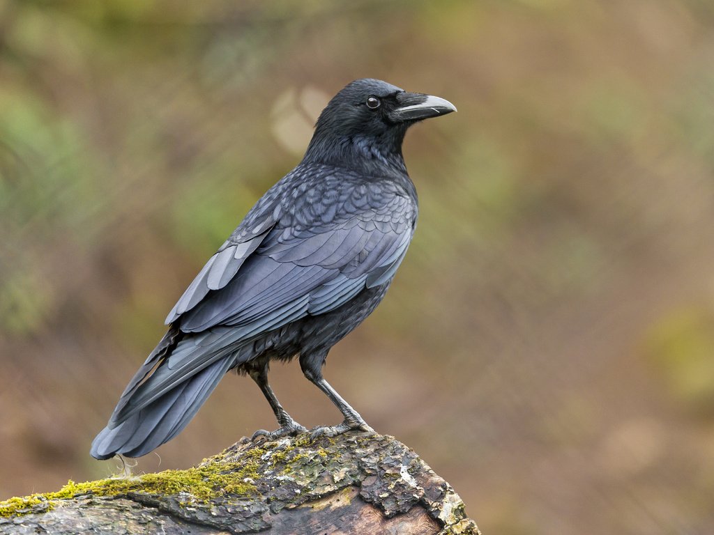 Обои птица, клюв, мох, перья, ворон, ворона, tambako the jaguar, bird, beak, moss, feathers, raven, crow разрешение 4012x2675 Загрузить