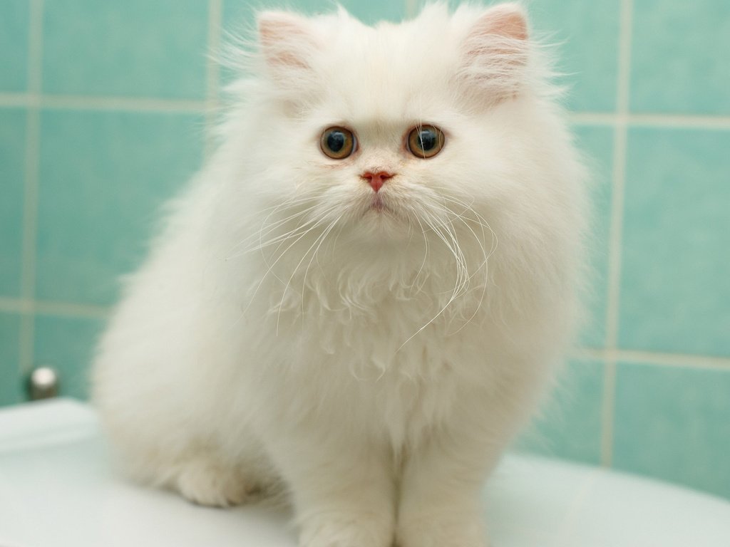 Обои котенок, пушистый, белый, перс, персидская кошка, kitty, fluffy, white, pers, persian cat разрешение 1920x1200 Загрузить