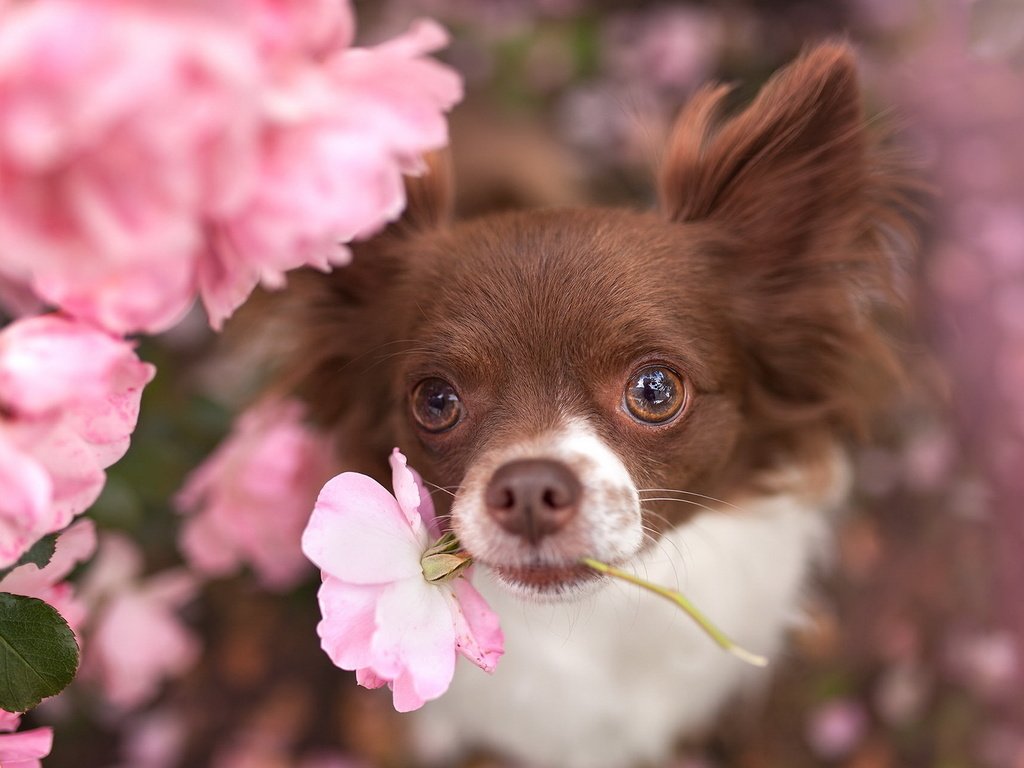 Обои цветы, взгляд, собака, животное, пес, чихуахуа, flowers, look, dog, animal, chihuahua разрешение 1920x1200 Загрузить