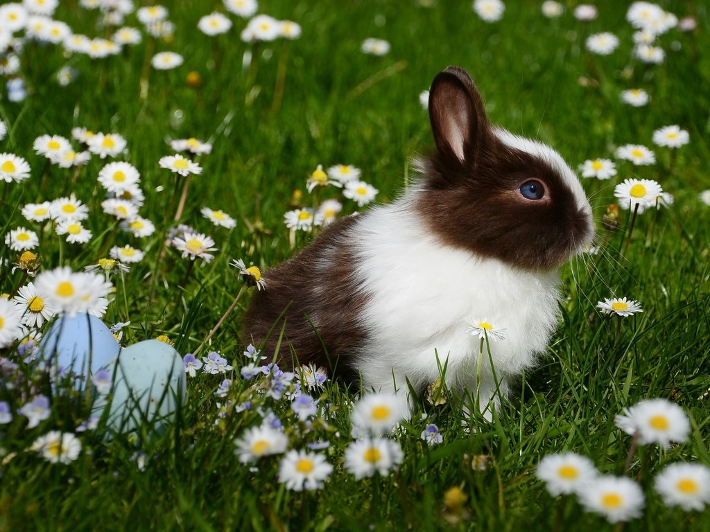 Обои цветы, трава, ромашки, кролик, животное, пасха, яйца, flowers, grass, chamomile, rabbit, animal, easter, eggs разрешение 2992x2000 Загрузить