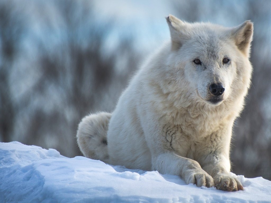 Обои морда, волк, снег, полярный, природа, арктический волк, зима, арктический, лапы, взгляд, белый, лежит, face, wolf, snow, polar, nature, arctic wolf, winter, arctic, paws, look, white, lies разрешение 2048x1152 Загрузить