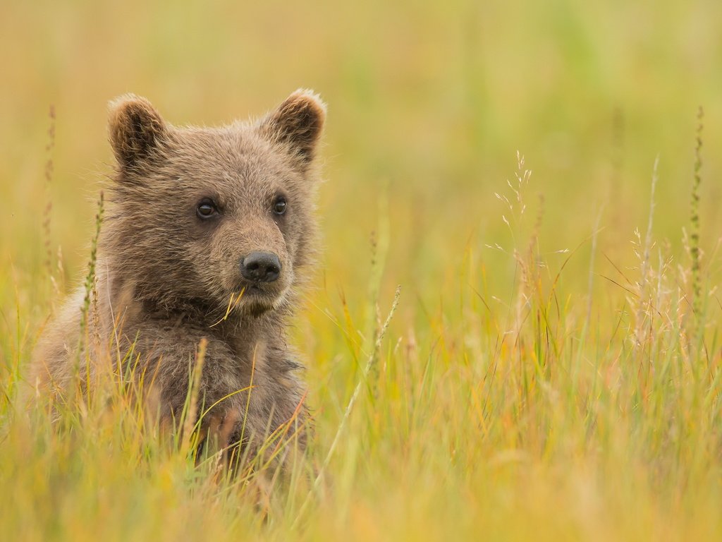 Обои трава, взгляд, медведь, луг, детеныш, медвежонок, grass, look, bear, meadow, cub разрешение 3000x2000 Загрузить