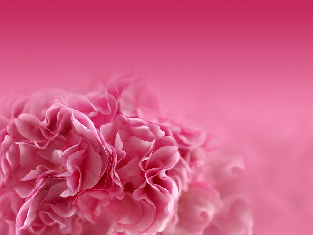 Обои цветок, лепестки, размытость, розовый, гвоздика, flower, petals, blur, pink, carnation разрешение 2880x1920 Загрузить