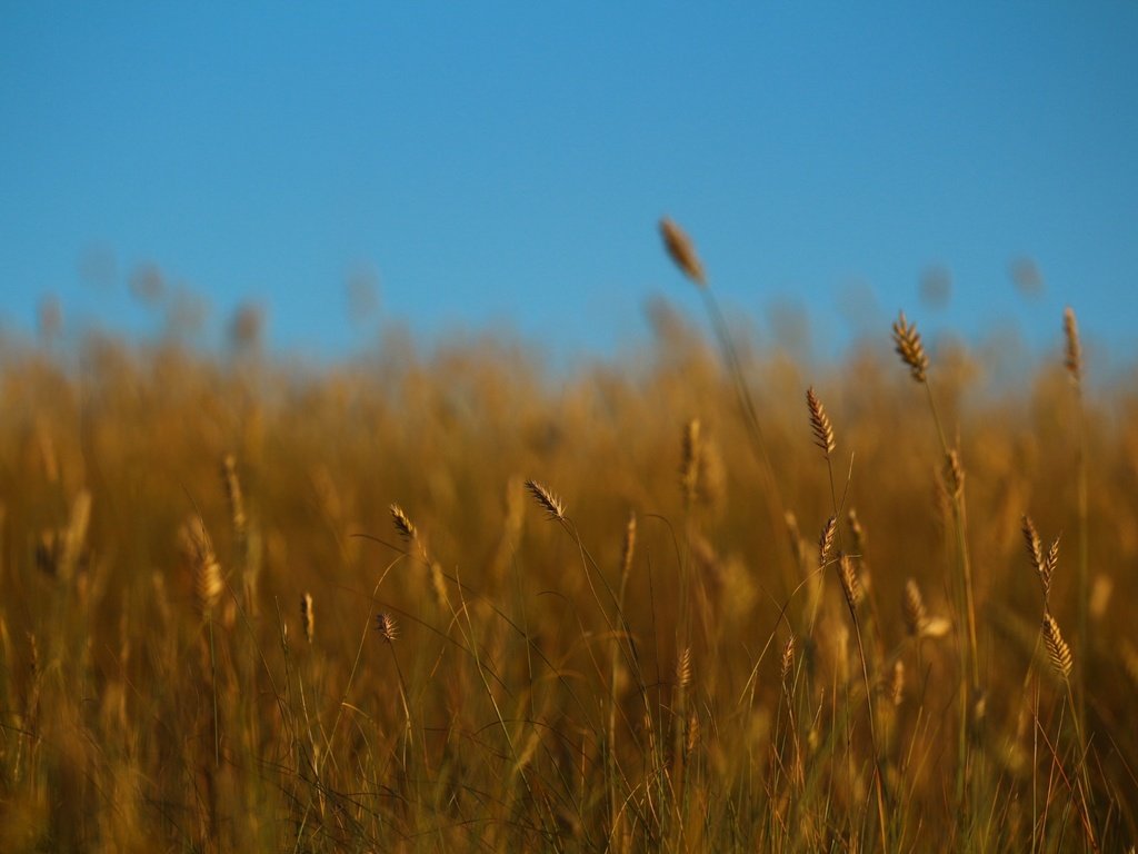 Обои небо, трава, лето, колоски, стебли, the sky, grass, summer, spikelets, stems разрешение 1920x1280 Загрузить