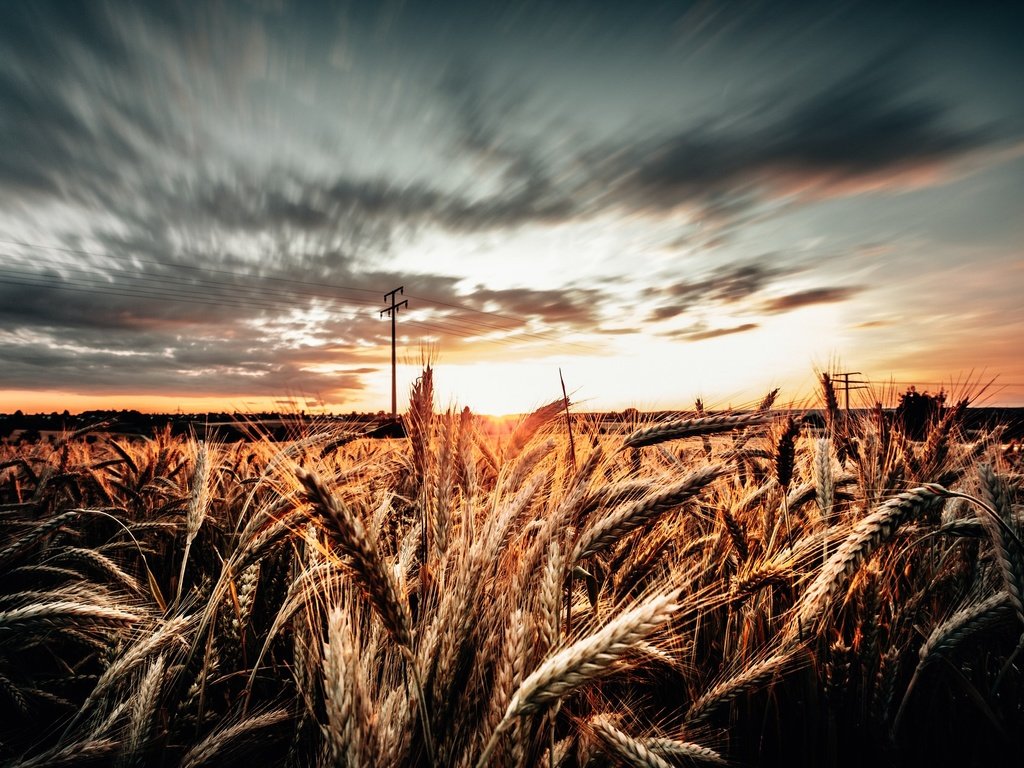 Обои небо, облака, утро, поле, колосья, пшеница, the sky, clouds, morning, field, ears, wheat разрешение 2048x1257 Загрузить