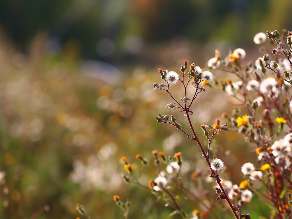 Обои трава, фон, осень, стебли, пух, полевые цветы, цветочки, grass, background, autumn, stems, fluff, wildflowers, flowers разрешение 1920x1280 Загрузить