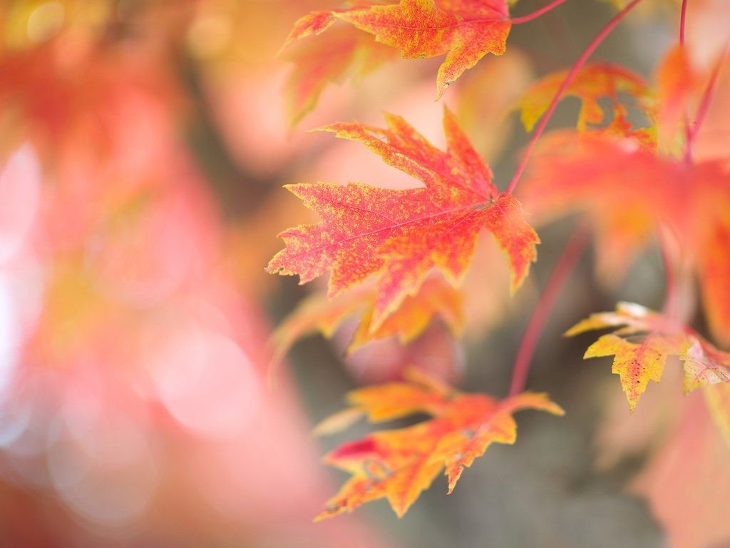 Обои ветка, дерево, листья, фон, осень, красные, кленовые, осенние, branch, tree, leaves, background, autumn, red, maple разрешение 2048x1448 Загрузить