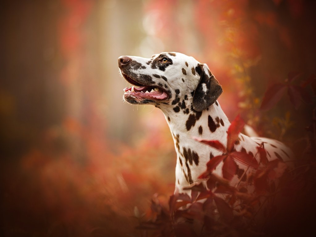 Обои портрет, собака, профиль, далматин, боке, portrait, dog, profile, dalmatian, bokeh разрешение 2048x1366 Загрузить