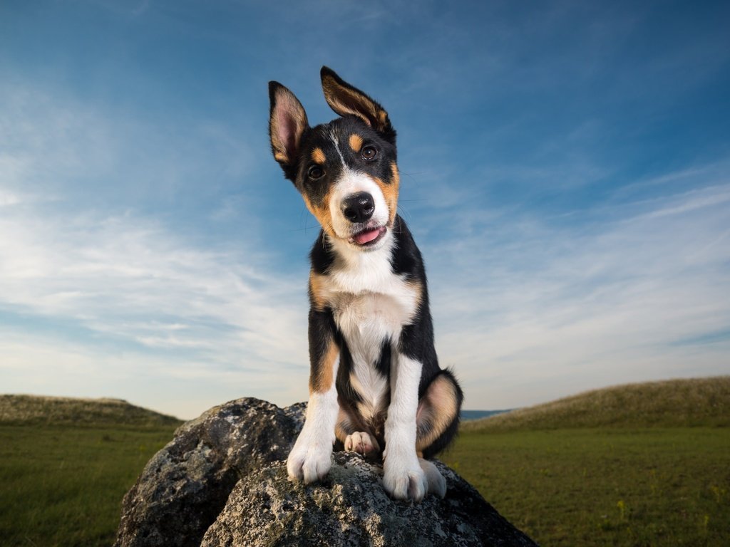 Обои небо, облака, камни, поле, взгляд, собака, щенок, уши, the sky, clouds, stones, field, look, dog, puppy, ears разрешение 2048x1307 Загрузить