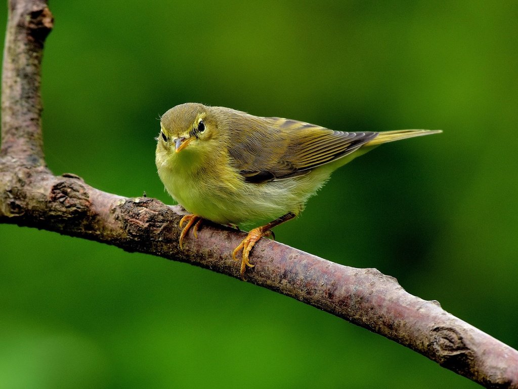 Обои ветка, птица, клюв, перья, пеночка-весничка, пеночка, branch, bird, beak, feathers, the willow warbler, warbler разрешение 3840x2160 Загрузить