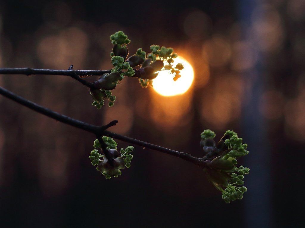 Обои ветка, солнце, листья, закат, весна, почки, branch, the sun, leaves, sunset, spring, kidney разрешение 3840x2560 Загрузить