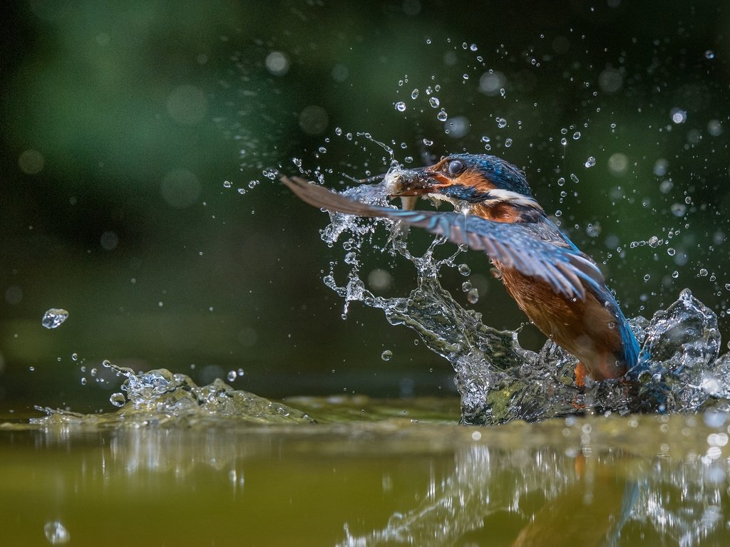 Обои вода, улов, полет, капли, крылья, брызги, птица, рыбка, зимородок, water, catch, flight, drops, wings, squirt, bird, fish, kingfisher разрешение 2048x1365 Загрузить