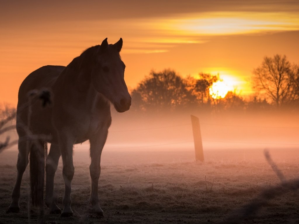 Обои лошадь, закат, туман, поле, конь, horse, sunset, fog, field разрешение 2560x1440 Загрузить