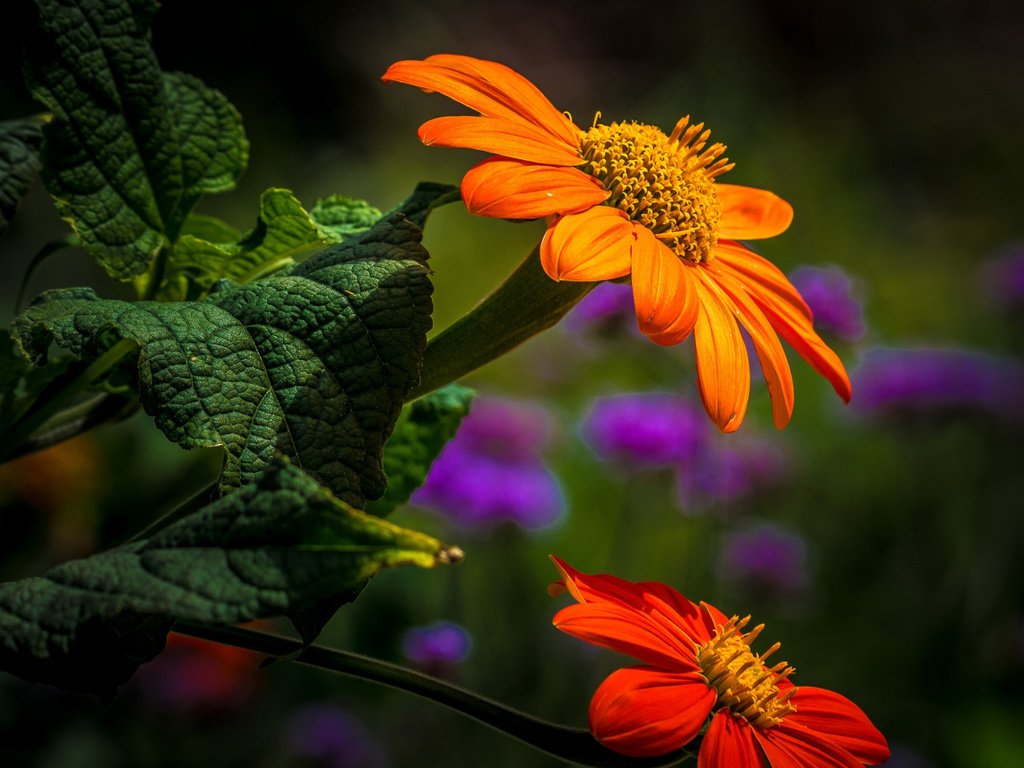 Обои цветы, листья, лепестки, боке, титония, flowers, leaves, petals, bokeh, titania разрешение 2112x1188 Загрузить