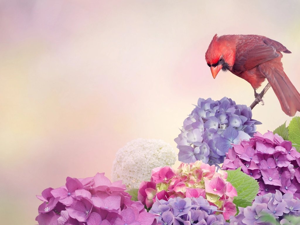 Обои цветы, птица, кардинал, гортензия, flowers, bird, cardinal, hydrangea разрешение 2048x1280 Загрузить