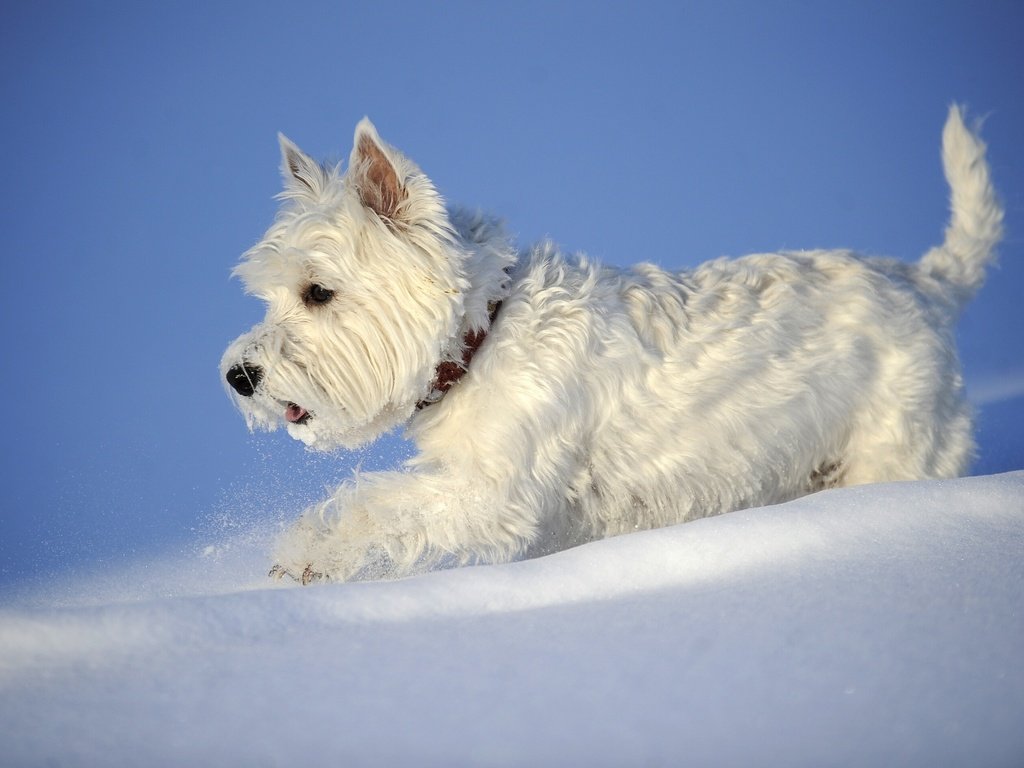 Обои снег, зима, собака, вест-хайленд-уайт-терьер, snow, winter, dog, the west highland white terrier разрешение 2880x1898 Загрузить